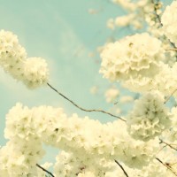 spring blossoms - adrianna gallo